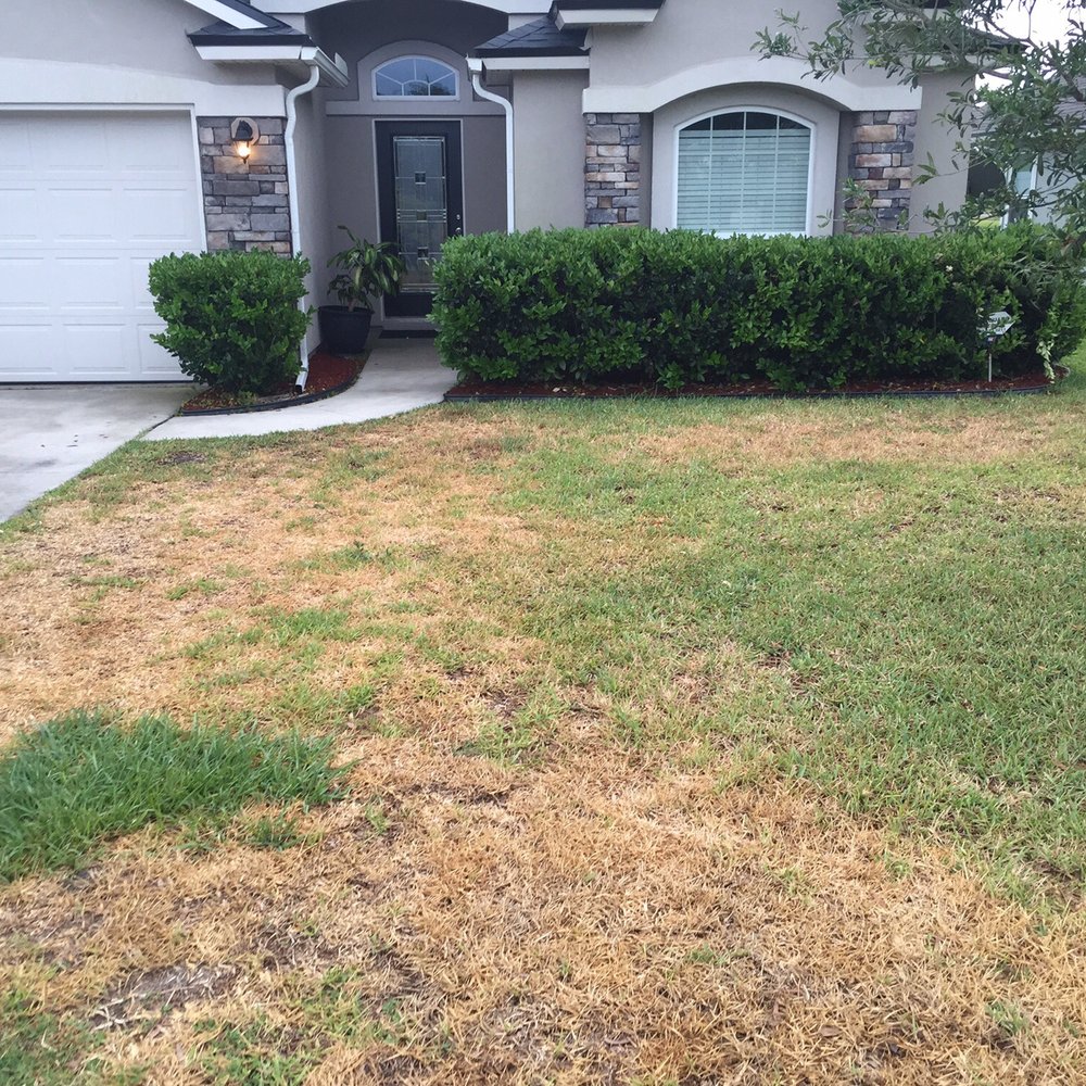 Front yard almost completely dead Front yard almost completely dead