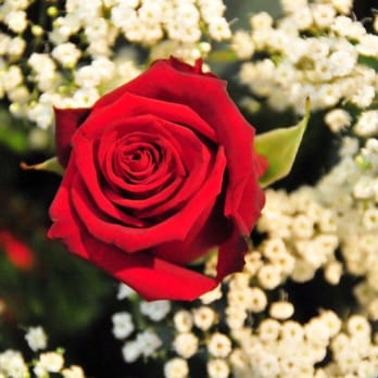 Flowers By Sally May - Florists Near Me - York, NYK Flowers By Sally May - Florists Near Me - York, NYK