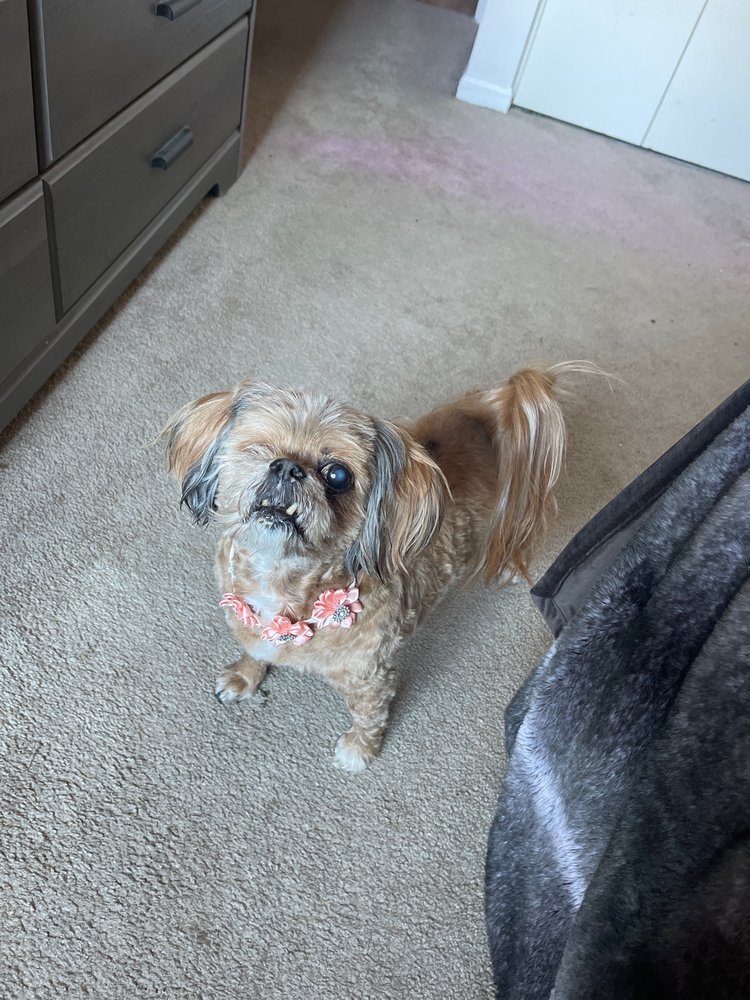 PAWRIFFIC GROOMING SALON Updated July 2024 26 Photos 628 Maple