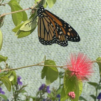 The Butterfly House - Monarch - Zoos Near Me - Chicago, Illinois