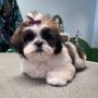 Photo of Bayshore Barks Grooming Salon