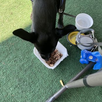 Bobbi's Coffee Shop & Cafe - Puppy diving into his food - Breakfast & Brunch Near Me - Cupertino, California Bobbi's Coffee Shop & Cafe - Puppy diving into his food - Breakfast & Brunch Near Me - Cupertino, California