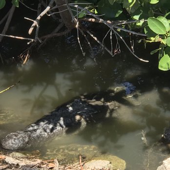 Iberostar Golf - Beware the natives - Golf Near Me - Cancún, ROO