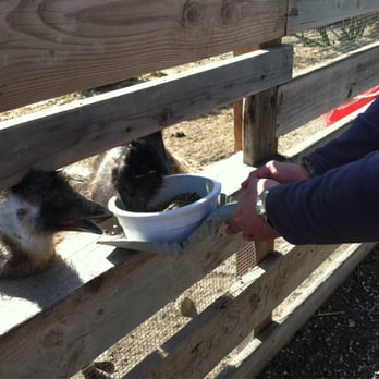 Ostrichland USA - Attraction Farms Near Me - Solvang, California Ostrichland USA - Attraction Farms Near Me - Solvang, California