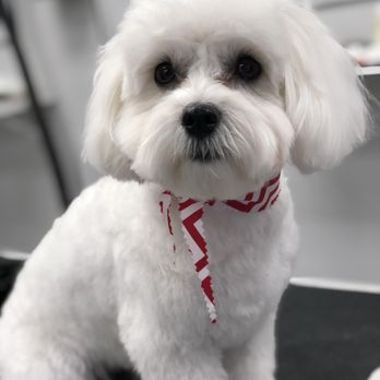 Little Noses - Pet Groomers Near Me - Pembroke Pines, Florida Little Noses - Pet Groomers Near Me - Pembroke Pines, Florida