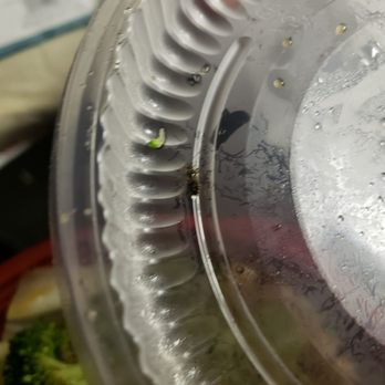 Kokoro - Arvada - This was in my rice - Japanese Near Me - Arvada, Colorado Kokoro - Arvada - This was in my rice - Japanese Near Me - Arvada, Colorado