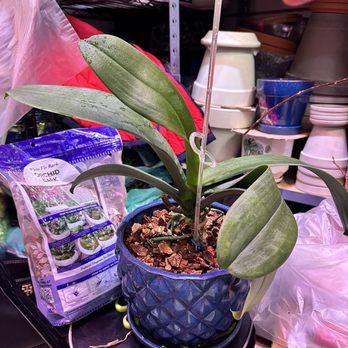 My Bonita Gardens - They saved the orchid and repotted it! - Nurseries & Gardening Near Me - Elmhurst, New York My Bonita Gardens - They saved the orchid and repotted it! - Nurseries & Gardening Near Me - Elmhurst, New York