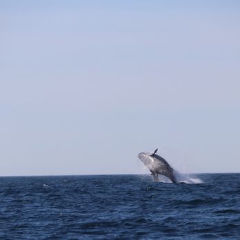 Discovery Whale Watch - Whale Watching Tours Near Me - Monterey, California Discovery Whale Watch - Whale Watching Tours Near Me - Monterey, California