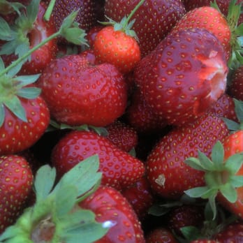 Gizdich Ranch - Because no one else has submitted photos of strawberries as beautiful as mine. - Bakeries Near Me - Watsonville, California Gizdich Ranch - Because no one else has submitted photos of strawberries as beautiful as mine. - Bakeries Near Me - Watsonville, California