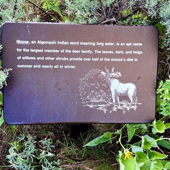 Lunch Tree Hill Loop Trail - Did you know "moose" means "twig eater"? Lol!! Lots of interesting info signs along this trail!! - Hiking Near Me - Moran, Wyoming