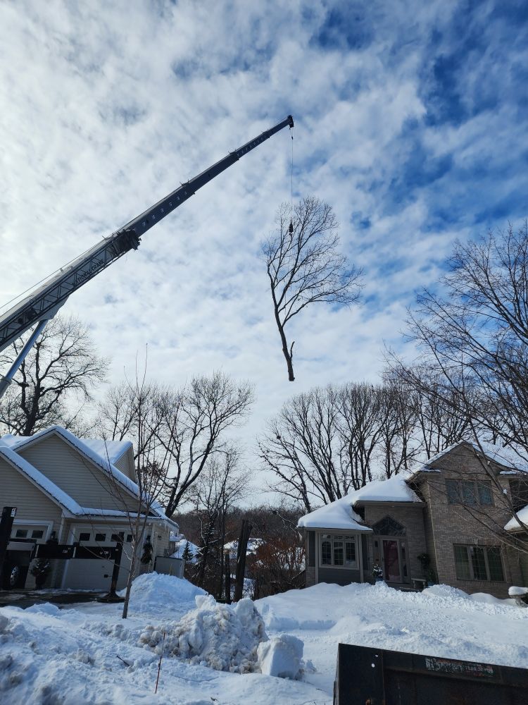 Scott Lorenz Tree Service - tree service in Royalton, MN