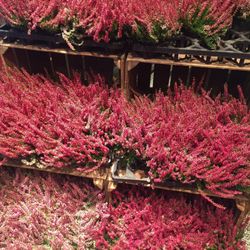 Florali