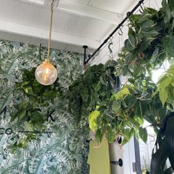 Landmark Plant - Hanging plants