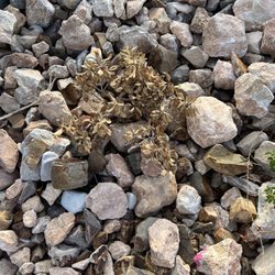 GrowPro Landscaping and Maintenance - Dead plant from Grow Pro Landscaping