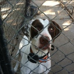 Cherrybend Pheasant Farm - Bird dog