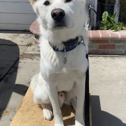 Akina K9 - Pet Training Near Me - Gilroy , California
