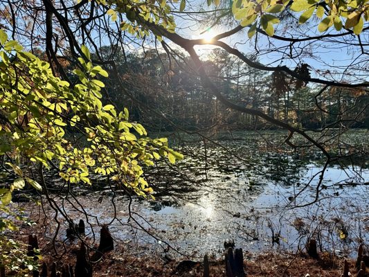 Norfolk Botanical Garden by null