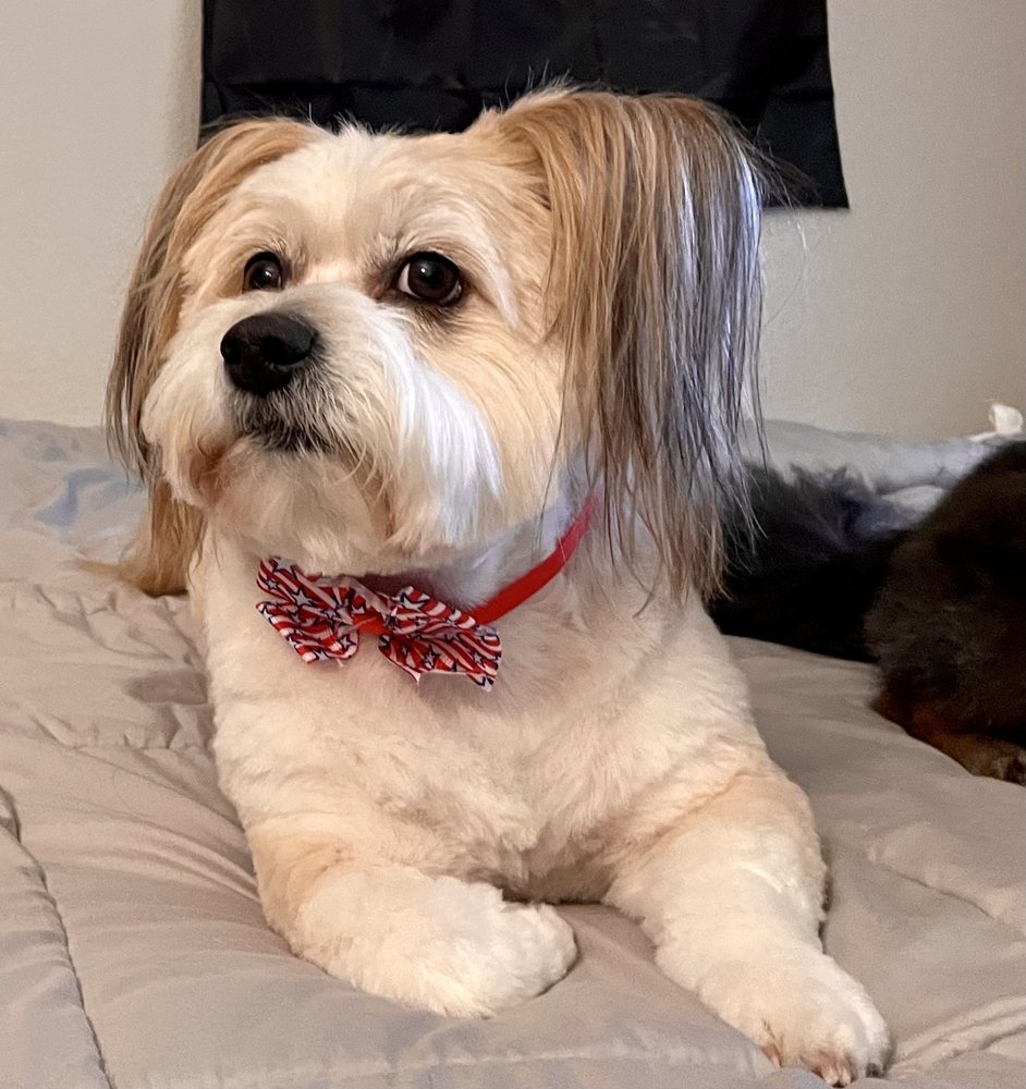 blue-ribbon-pets-updated-july-2024-21-photos-27-reviews-5290-n