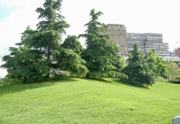 Pier 45 at Hudson River Park by null