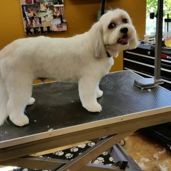 Wags To Riches - Meet schoeder. Yep he is part of the peanuts gang! Groomed by Kelly - Pet Groomers Near Me - Meridian, Idaho Wags To Riches - Meet schoeder. Yep he is part of the peanuts gang! Groomed by Kelly - Pet Groomers Near Me - Meridian, Idaho