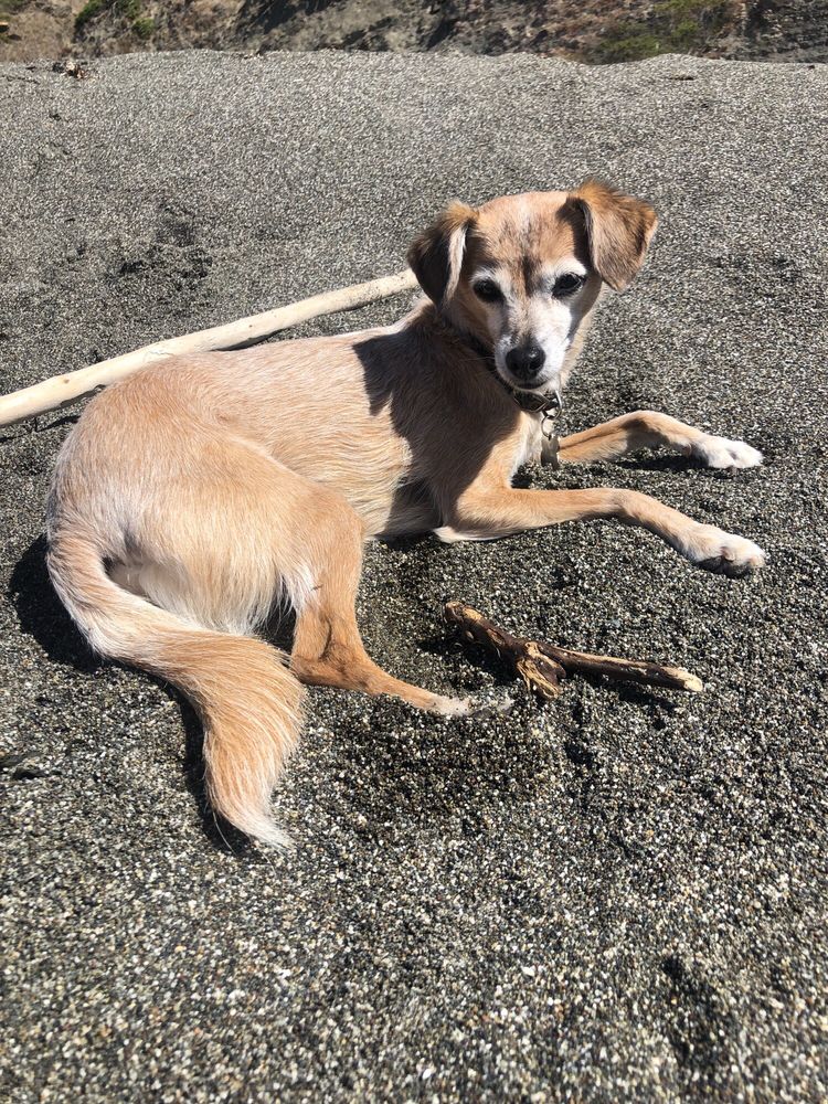 brookings animal clinic