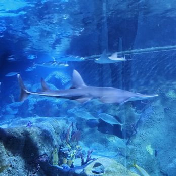 SEA LIFE Grapevine Aquarium - Aquariums Near Me - Grapevine, Texas