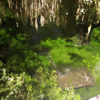 Hoh Rainforest - Hiking Near Me - Forks, Washington