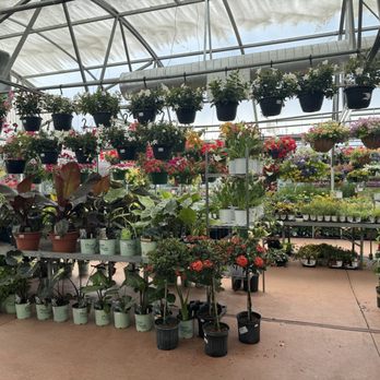 Nicks Garden Center - Dahlias an annuals - Nurseries & Gardening Near Me - Aurora, Colorado