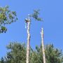 Photo of Mountain Top Tree Service