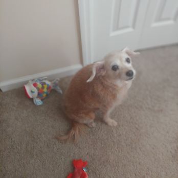 Puppers Grooming & Pet Sitting - Pet Groomers Near Me - Evans, Georgia Puppers Grooming & Pet Sitting - Pet Groomers Near Me - Evans, Georgia