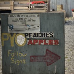 George Hill Orchards - August is PYO peaches