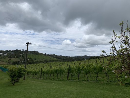 Te Motu Vineyard by null