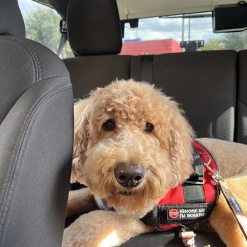 Lauras Doggie Doos - Pet Groomers Near Me - Austin, Texas Lauras Doggie Doos - Pet Groomers Near Me - Austin, Texas