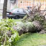 Photo of Wright Way Tree