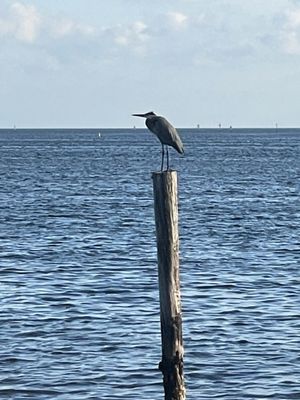 The Kampong, National Tropical Botanical Garden by null