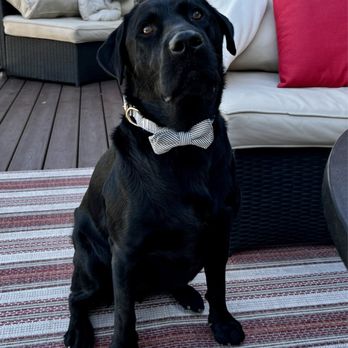 Annica Evans Dog Training - Our beautiful boy Pepper. - Dog Walkers Near Me Annica Evans Dog Training - Our beautiful boy Pepper. - Dog Walkers Near Me