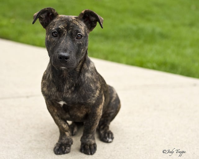 Whidbey Pet Sitter Image
