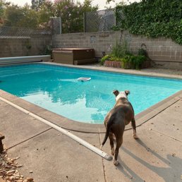 This is the old pool prior to the rip and replace, dog wasn't keen on stepping in. This is the old pool prior to the rip and replace, dog wasn't keen on stepping in.