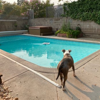 Royal Pools by Adams - This is the old pool prior to the rip and replace, dog wasn't keen on stepping in. - Hot Tub & Pool Near Me - San Jose, California Royal Pools by Adams - This is the old pool prior to the rip and replace, dog wasn't keen on stepping in. - Hot Tub & Pool Near Me - San Jose, California