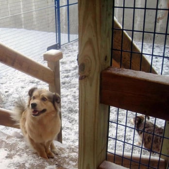 Crate Escape - Pet Sitting Near Me - Boston, Massachusetts