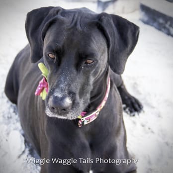 Wiggle Waggle Tails - Pet Sitting Near Me - Miami, Florida Wiggle Waggle Tails - Pet Sitting Near Me - Miami, Florida