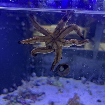 Aqua Life Aquarium - Star fish - Aquarium Services Near Me - Rocklin, California