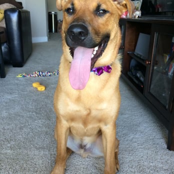 Dippity Dog - So fresh and so clean, clean. Also, please look at the bow in his collar. So cute!! - Pet Groomers Near Me - Oceanside, California Dippity Dog - So fresh and so clean, clean. Also, please look at the bow in his collar. So cute!! - Pet Groomers Near Me - Oceanside, California