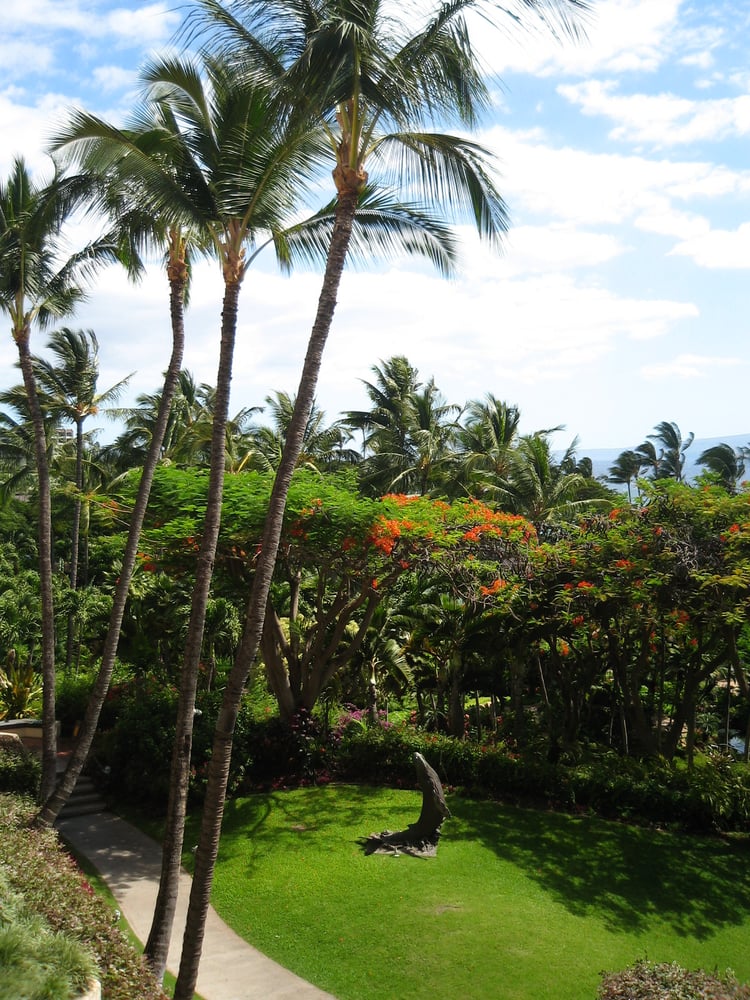John Massage Maui Logo