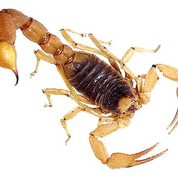 Evergreen Pest and Termite - SCORPION - Pest Control Near Me - Glendale, Arizona Evergreen Pest and Termite - SCORPION - Pest Control Near Me - Glendale, Arizona