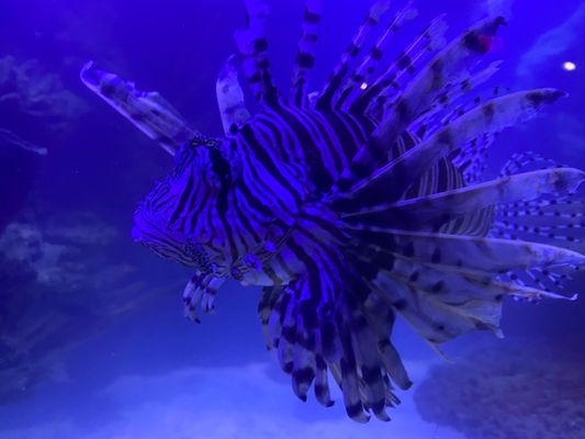 Shreveport Aquarium by null