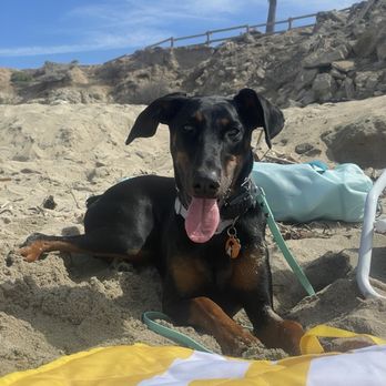 Falco Dog Training Orange County - Pet Training Near Me - Anaheim , California