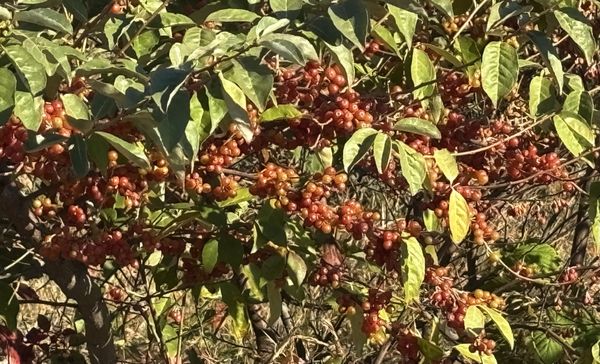 Fort Tilden Beach by null