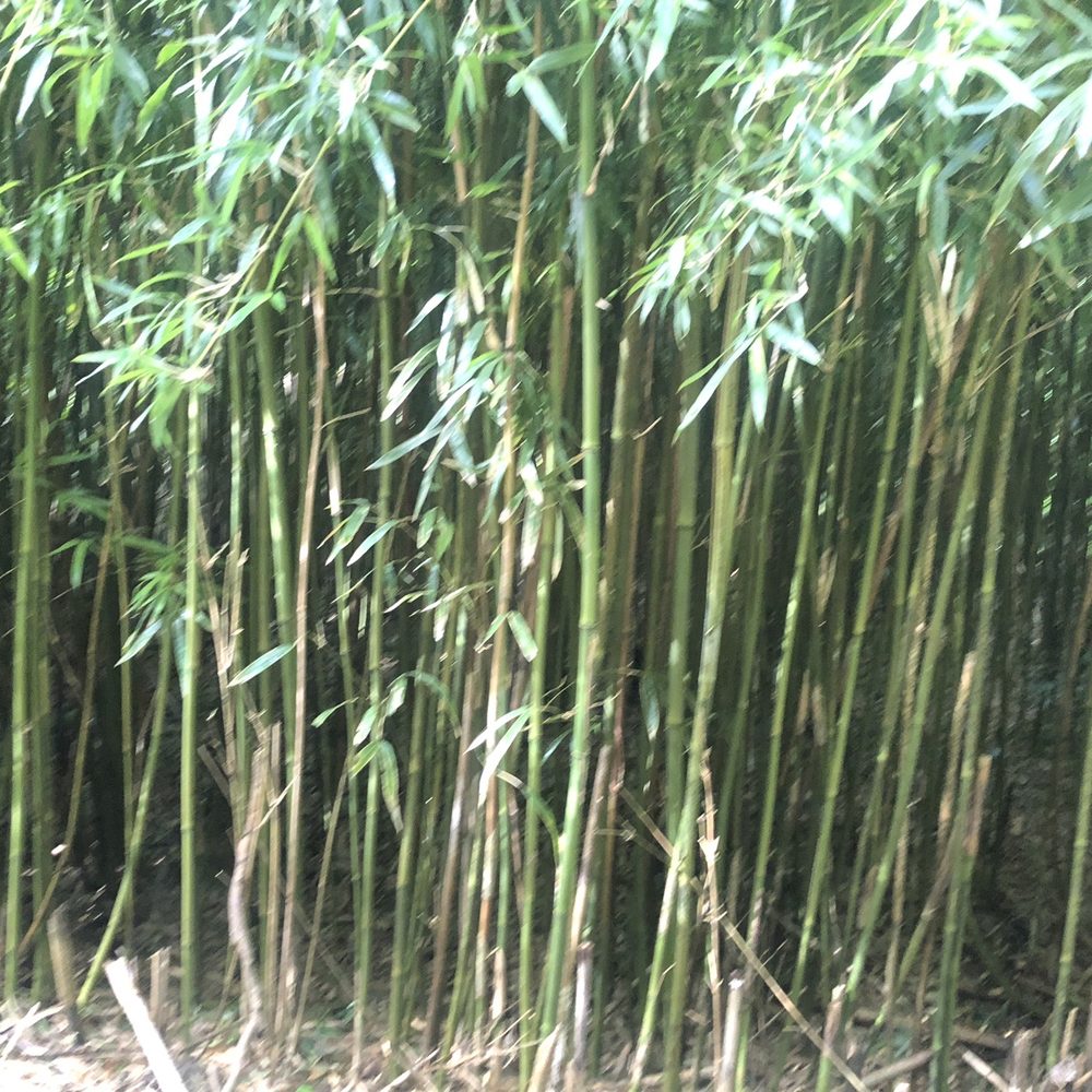 Lulumahu Falls - Hiking Near Me - Honolulu, Hawaii