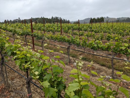 Lula Cellars by null